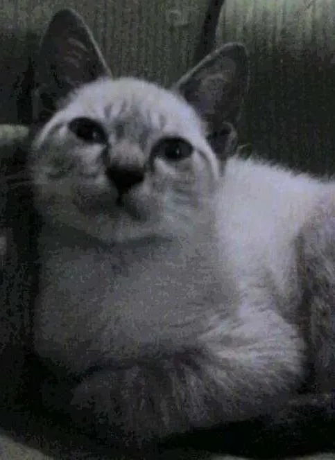 Gato ra a SRD idade 2 a 6 meses nome Gatito