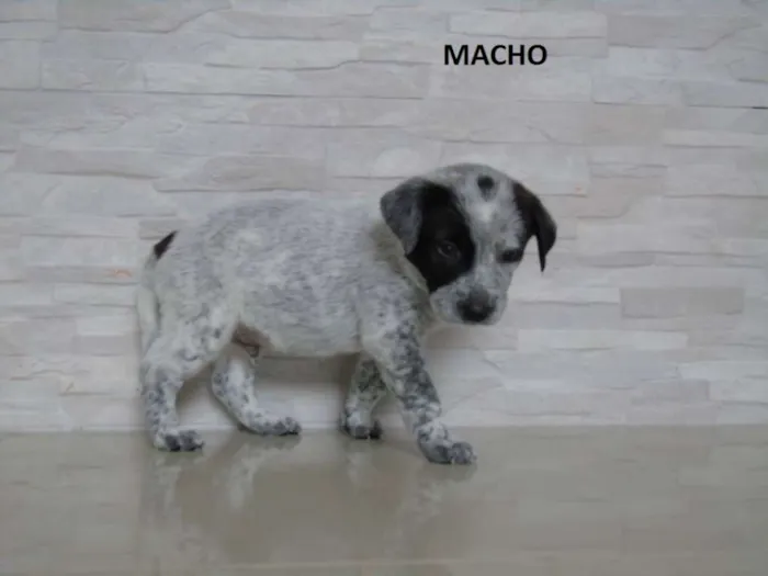 Cachorro ra a Australian Cattle Dog idade Abaixo de 2 meses nome filhotes