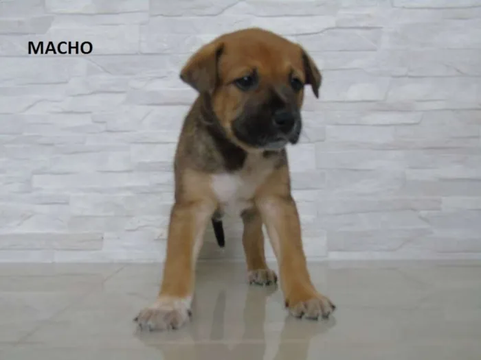Cachorro ra a Australian Cattle Dog idade Abaixo de 2 meses nome filhotes