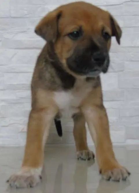 Cachorro ra a Australian Cattle Dog idade Abaixo de 2 meses nome filhotes