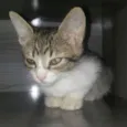 BELLA