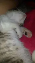 BELLA