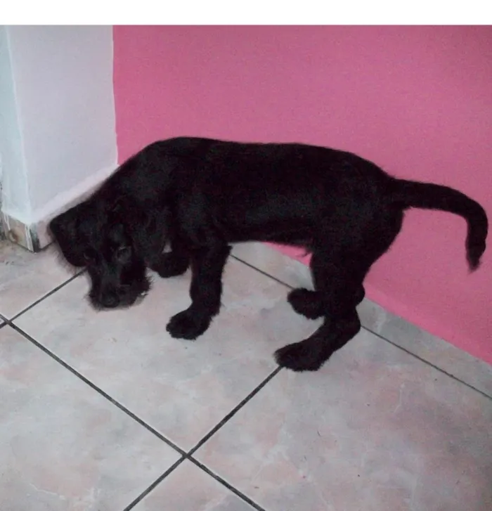 Cachorro ra a Vira Lata idade 2 a 6 meses nome Jack
