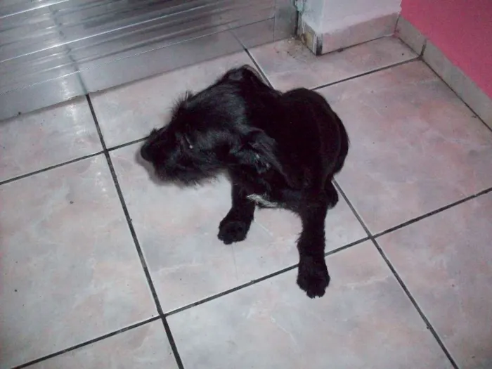Cachorro ra a Vira Lata idade 2 a 6 meses nome Jack