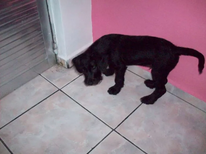 Cachorro ra a Vira Lata idade 2 a 6 meses nome Jack