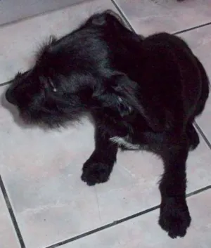Cachorro raça Vira Lata idade 2 a 6 meses nome Jack