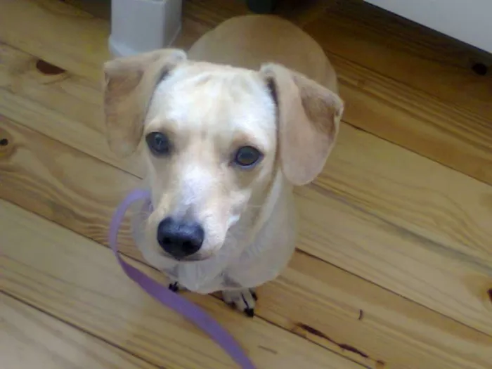 Cachorro ra a linguiça idade 6 ou mais anos nome alemao
