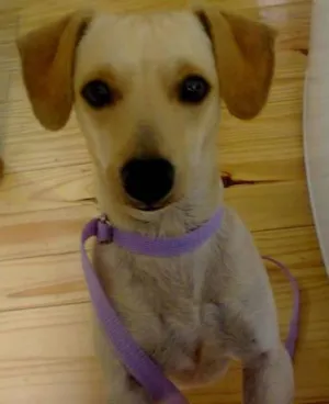 Cachorro raça linguiça idade 6 ou mais anos nome alemao