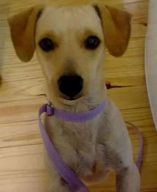 Cachorro ra a linguiça idade 6 ou mais anos nome alemao