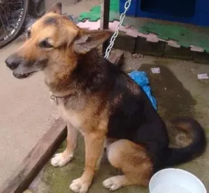 Cachorro raça Indefinida idade 6 ou mais anos nome Max