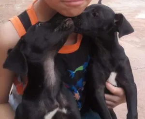 Cachorro raça Fox paulistinha idade 1 ano nome Akami e miray