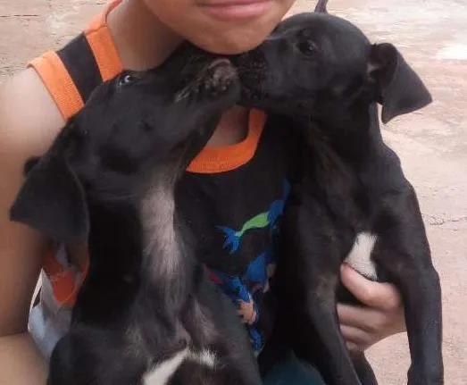 Cachorro ra a Fox paulistinha idade 1 ano nome Akami e miray