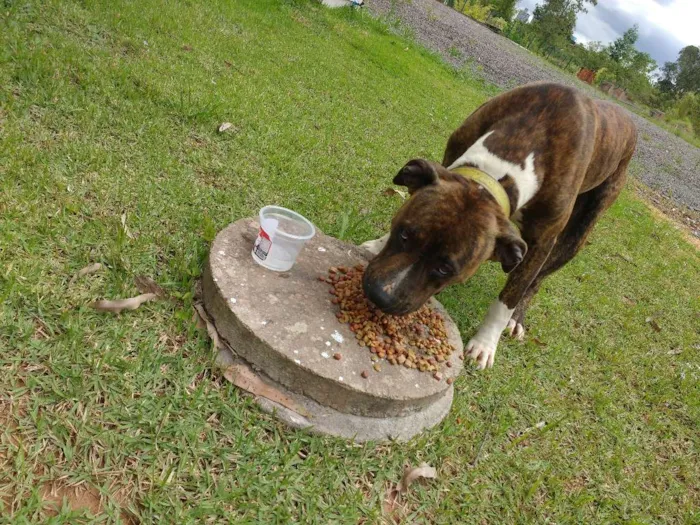Cachorro ra a Pit-Bull idade 1 ano nome TOM