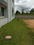 TOM