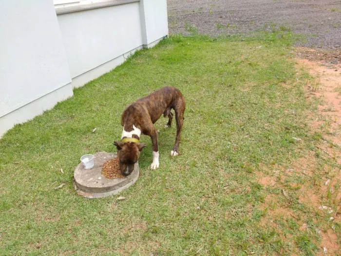 Cachorro ra a Pit-Bull idade 1 ano nome TOM