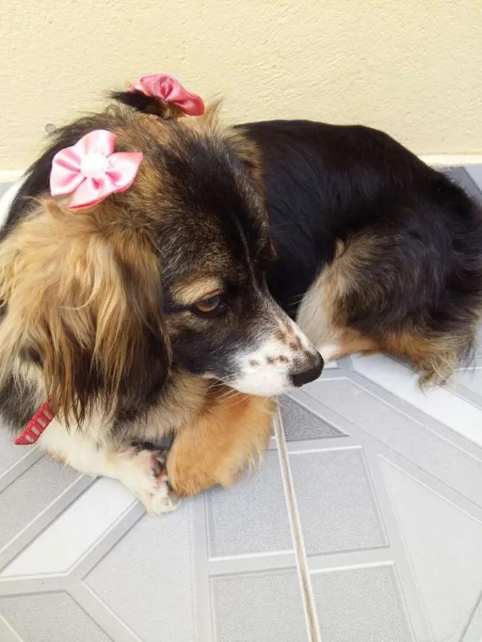 Cachorro raça Vira Lata idade 7 a 11 meses nome Alice