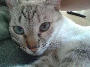Gato raça NAO TEM idade 1 ano nome PENNY