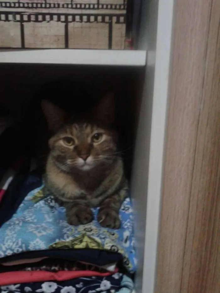 Gato ra a NAO TEM idade 1 ano nome CHERRIE