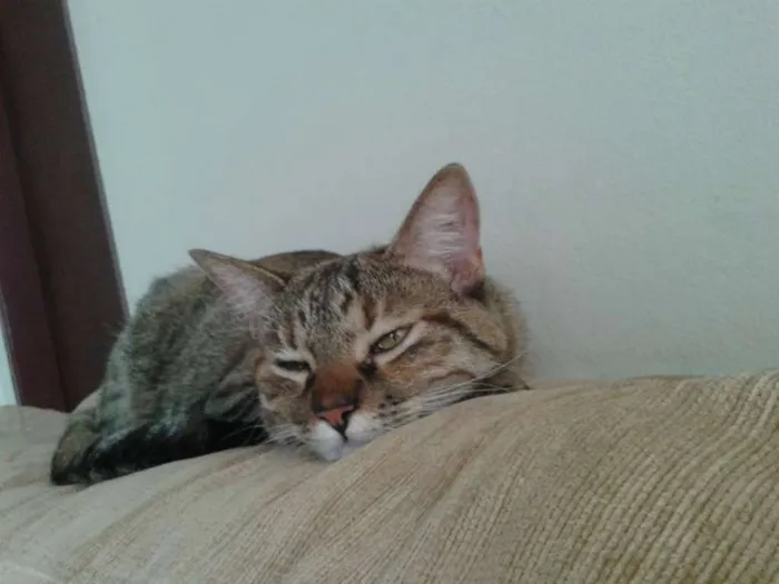 Gato ra a NAO TEM idade 1 ano nome CHERRIE
