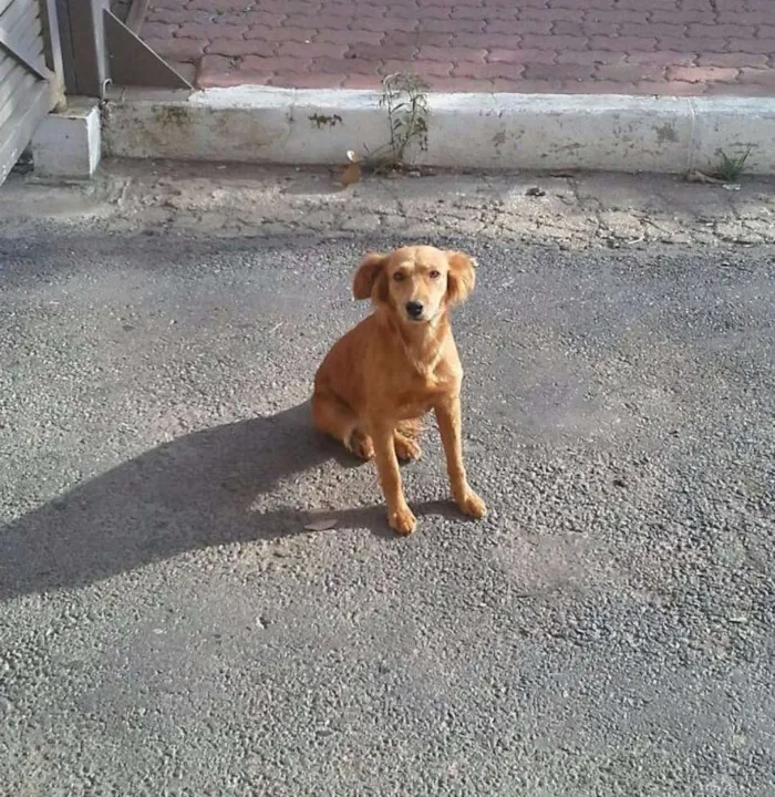 Cachorro ra a SRD idade 1 ano nome princesa de Trilhas