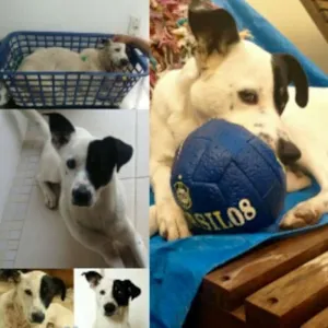 Cachorro raça SRD idade 1 ano nome CHICO
