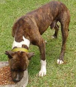 Cachorro ra a Pit-Bull idade 1 ano nome TOM