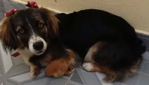 Cachorro raça Vira Lata idade 7 a 11 meses nome Alice