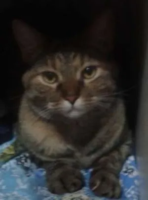Gato raça NAO TEM idade 1 ano nome CHERRIE