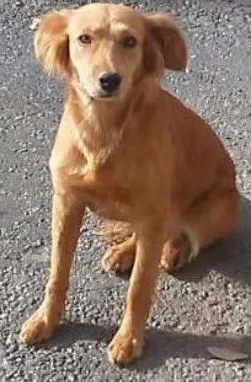 Cachorro raça SRD idade 1 ano nome princesa de Trilhas