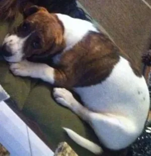Cachorro raça Beagle misturado idade 2 anos nome Gordo