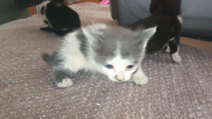 Gato ra a 1 siamês e 3 mestiços idade Abaixo de 2 meses nome Não possuem
