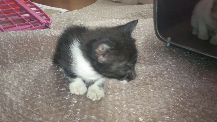 Gato ra a 1 siamês e 3 mestiços idade Abaixo de 2 meses nome Não possuem
