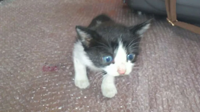 Gato ra a 1 siamês e 3 mestiços idade Abaixo de 2 meses nome Não possuem