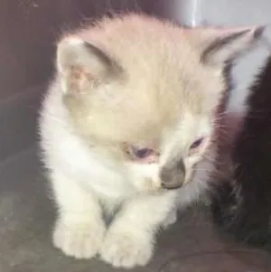 Gato raça 1 siamês e 3 mestiços idade Abaixo de 2 meses nome Não possuem