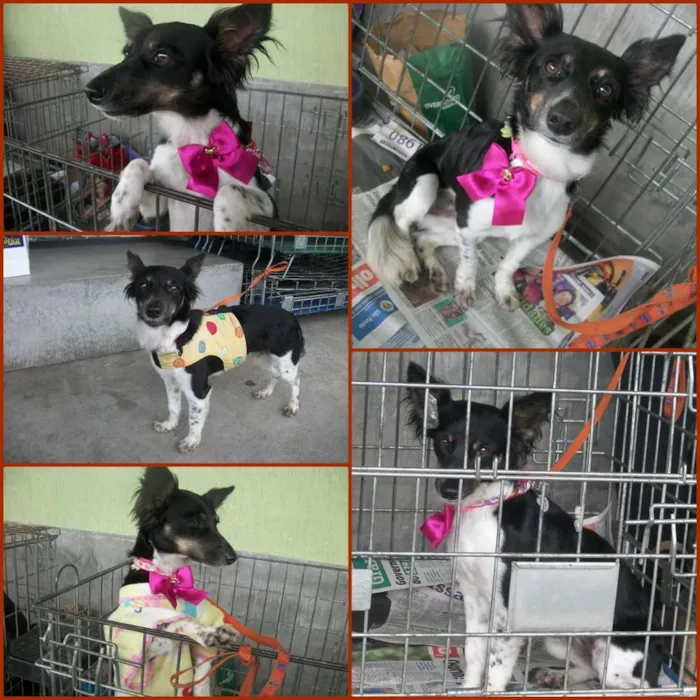 Cachorro ra a SRD idade 1 ano nome MIKA