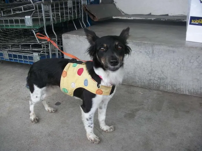 Cachorro ra a SRD idade 1 ano nome MIKA