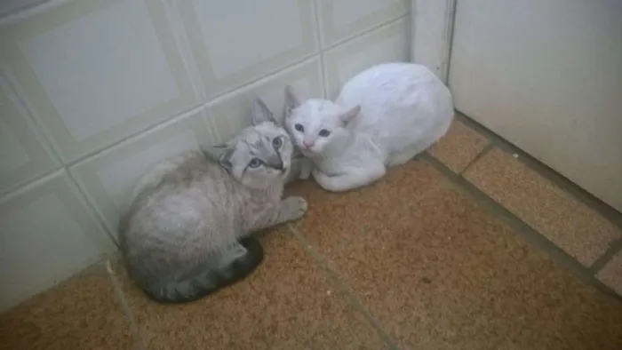 Gato ra a  idade Abaixo de 2 meses nome Gatos