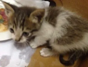 Gato raça Sem Raça Definida idade Abaixo de 2 meses nome Sem Nome