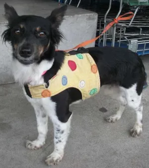 Cachorro raça SRD idade 1 ano nome MIKA