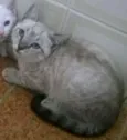 Gatos