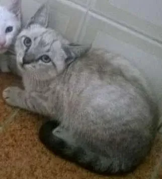 Gato ra a  idade Abaixo de 2 meses nome Gatos