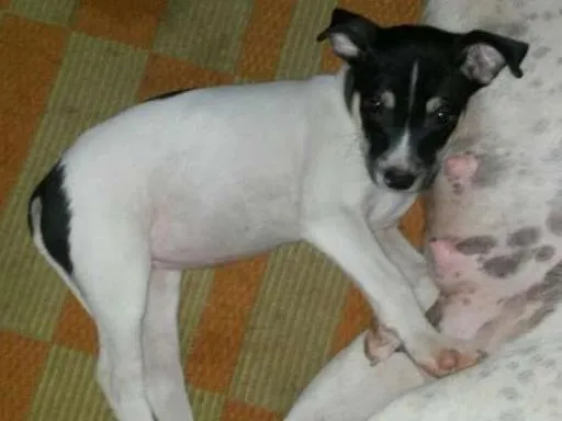 Cachorro ra a SRD idade 2 a 6 meses nome Amora