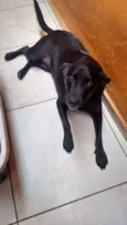 Belinha