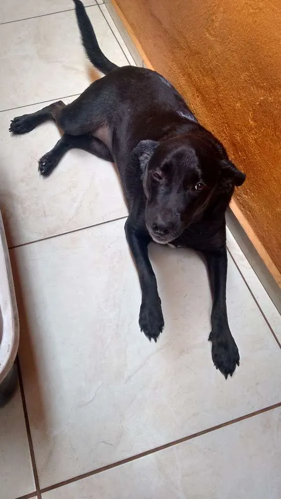 Cachorro ra a Labrador/Viralata idade 2 anos nome Belinha
