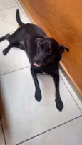 Belinha