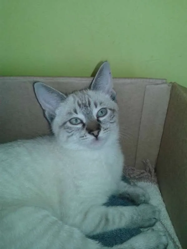 Gato ra a SRD idade 2 a 6 meses nome LUIZINHO