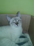 LUIZINHO