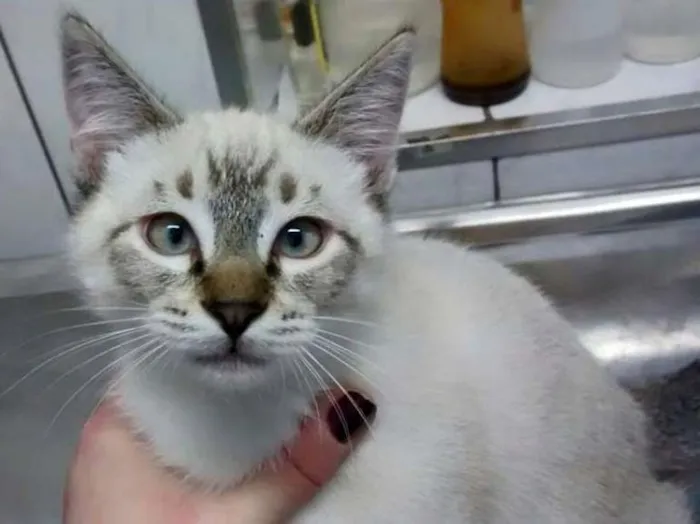 Gato ra a SRD idade 2 a 6 meses nome LUIZINHO