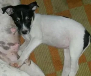 Cachorro raça SRD idade 2 a 6 meses nome Amora