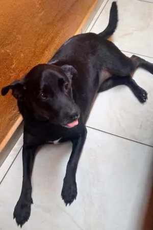 Cachorro raça Labrador/Viralata idade 2 anos nome Belinha